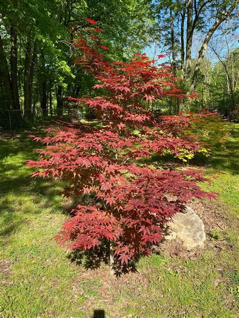 I would recommend giving them protection from the hot afternoon sun as well. . Mr maple japanese maples